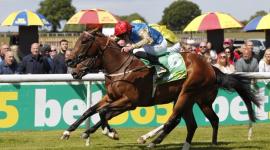 المهر  شيرهولدر