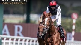 الجواد كيبريوس بقيادة الخيال راين مور