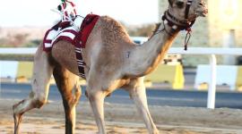 جانب من المنافسات