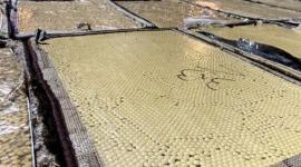 المواد المخدرة المضبوطة