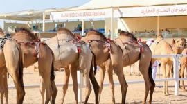 مهرجان التحدي للمفاريد