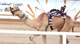 جانب من المنافسات