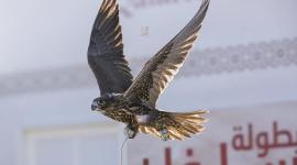 جانب من منافسات بطولة راس لفان للصقور