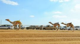 جانب من المنافسات