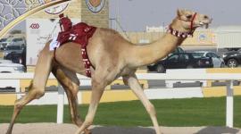 جانب من المنافسات