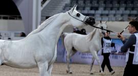 جانب من المنافسات