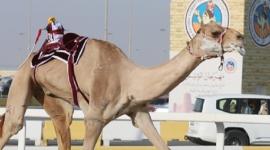 جانب من المنافسات