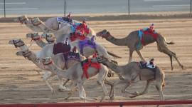 جانب من المهرجان