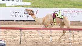 جانب من السباق