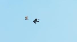 جانب من المهرجان