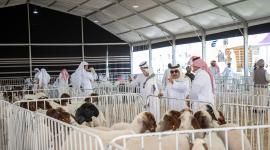 جانب من فعاليات المهرجان