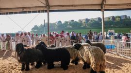 جانب من الفعاليات