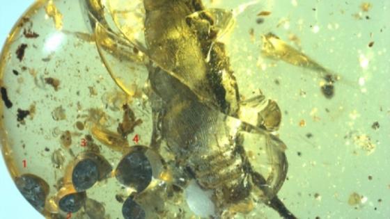 الحلزون المتحجر