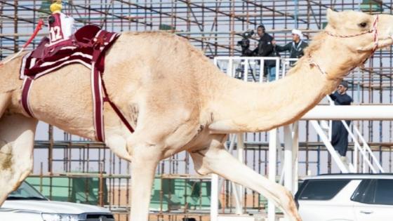 جانب من مهرجان الملك عبدالعزيز للإبل