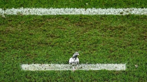 الحمامة المقبوض عليها