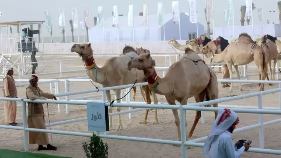 جانب من المنافسات