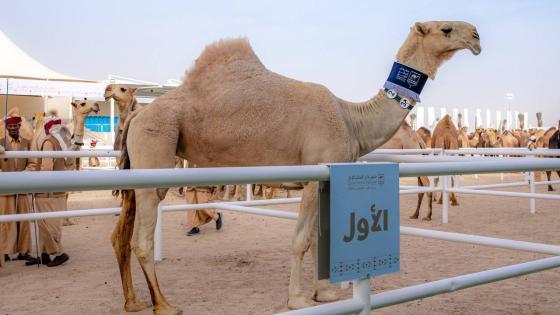 رثوان الدوسري