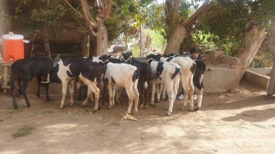 صورة تعبيرية