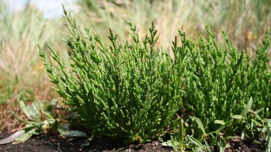 نبات الساليكورنيا