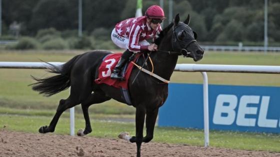 المهر "إيه جيه إس لطام"