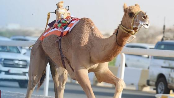 جانب من المنافسات