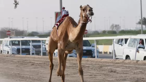 جانب من المنافسات