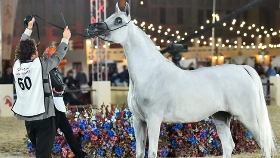 المهرة زنوبيا الوعب "صورة أرشيفية"