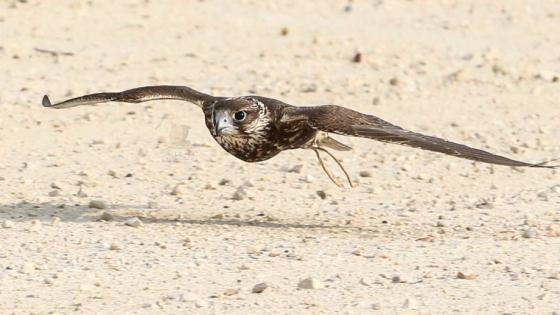 جانب من المنافسات