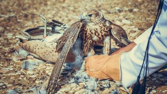 بطولة راس لفان للصقور