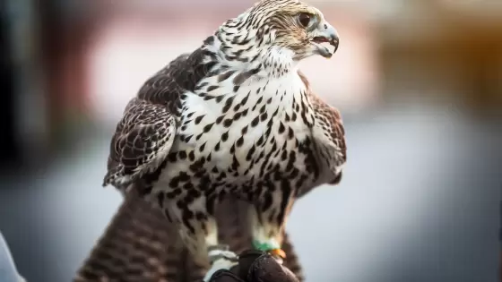 الصيد بالصقور في الخليج وقطر