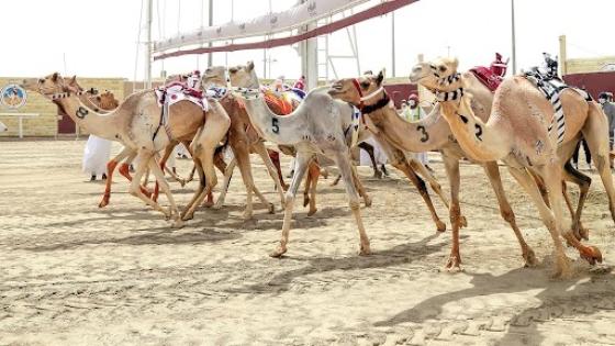 سباق الهجن في الخليج وقطر