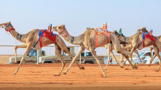 جانب من المنافسات