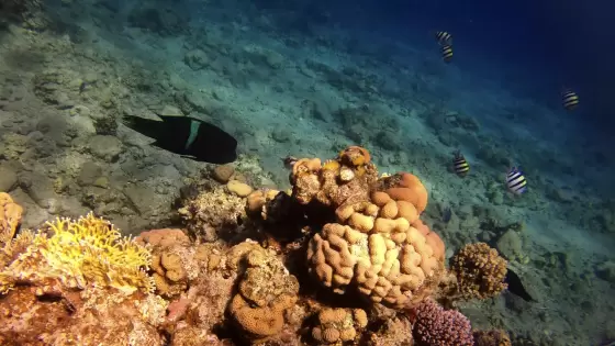 صورة تعبيرية