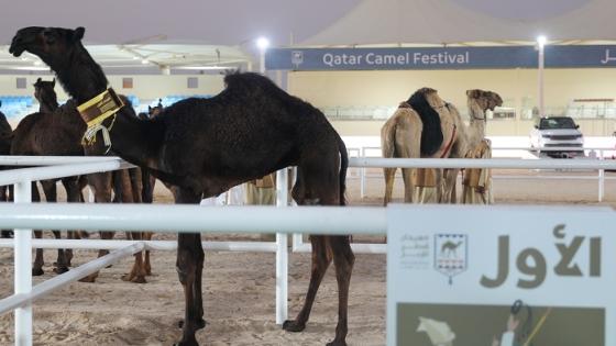 مهرجان قطر للإبل