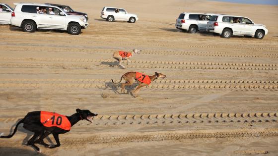 جانب من المنافسات