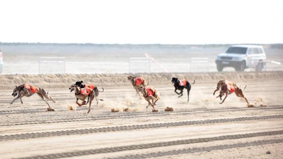 جانب من السباق - صورة أرشيفية