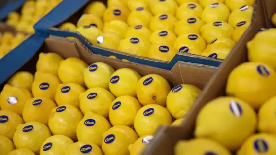 المكسيك هي أكبر دولة منتجة لليمون في العالم