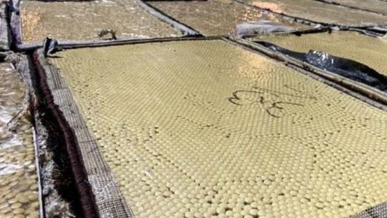 المواد المخدرة المضبوطة