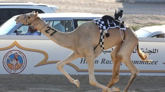 جانب من المنافسات