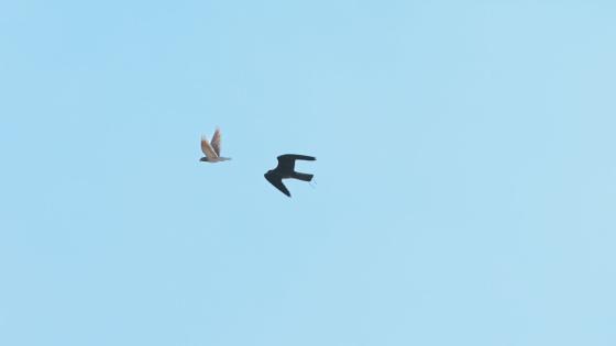 جانب من المهرجان