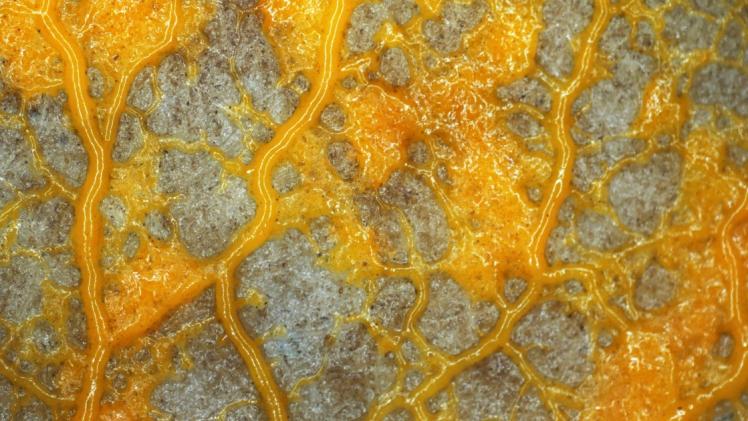 الفطر الأصفر