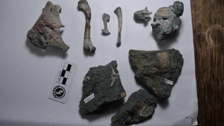 العظام المتحجرة لبوركيسوكس مالينجراندنسيس في بوينس آيرس