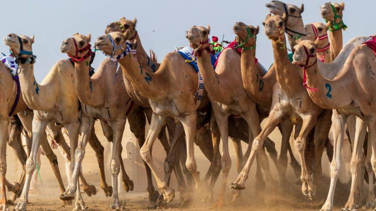 الهجن القطرية في المهرجان السعودي