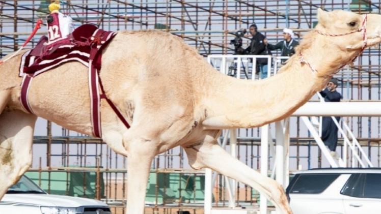 جانب من مهرجان الملك عبدالعزيز للإبل