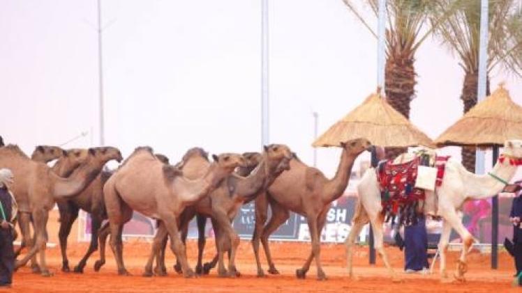 مهرجان الملك عبدالعزيز للإبل