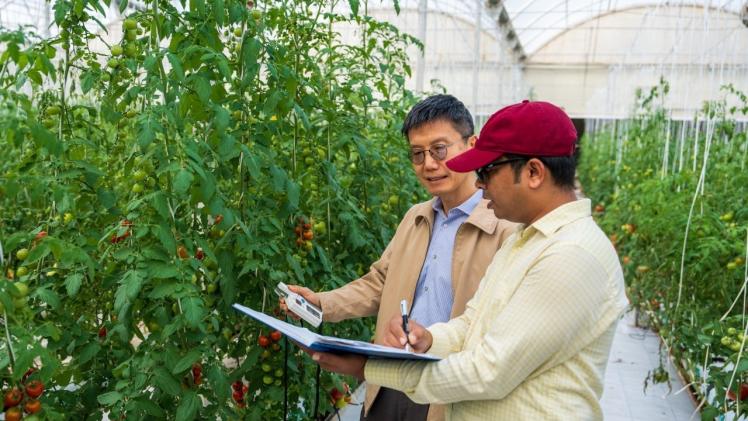 خلال دراسة بعض الانواع من الطماطم