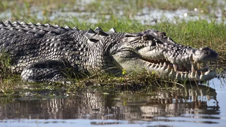 صورة أرشيفية