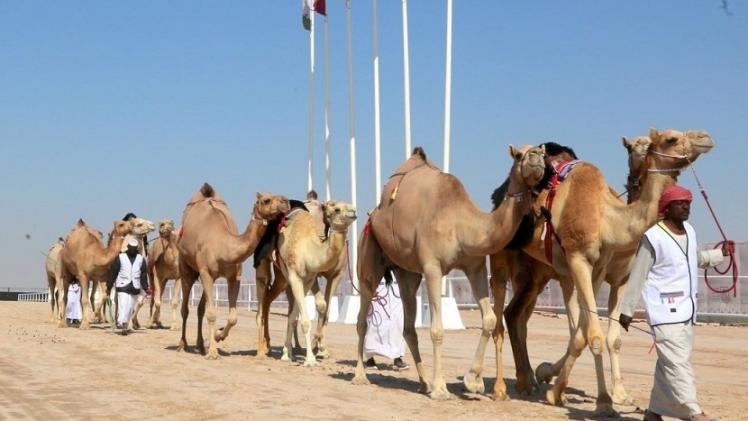 جانب من فعاليات المهرجان