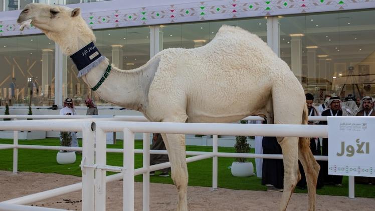 جانب من المهرجان