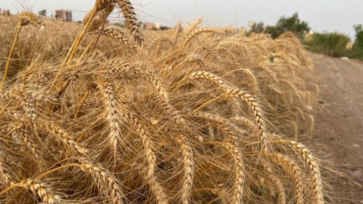 صورة تعبيرية